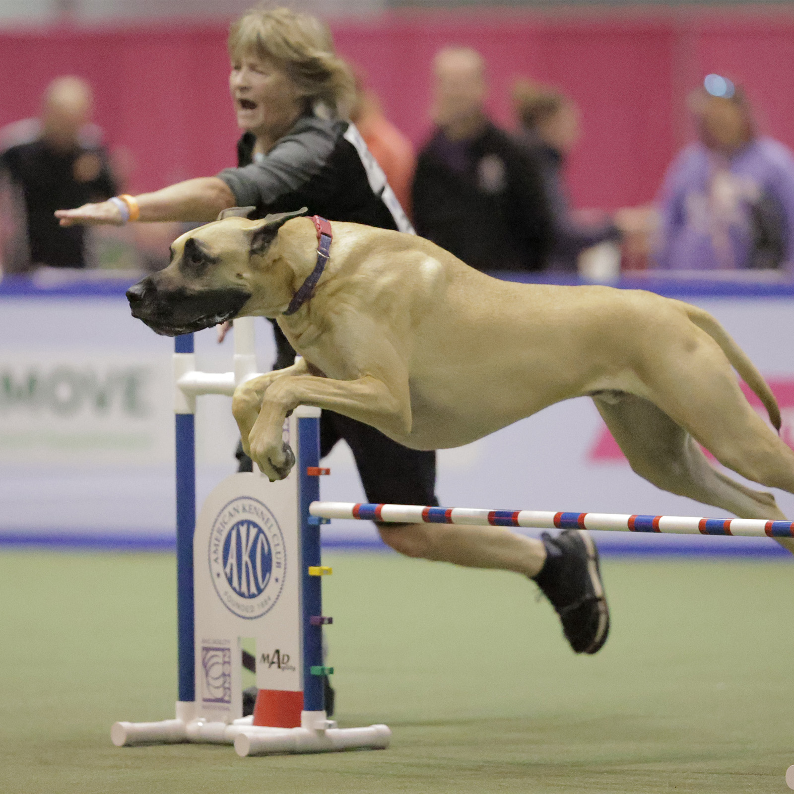2022 AKC Agility Invitational dog names S Z Events AKC