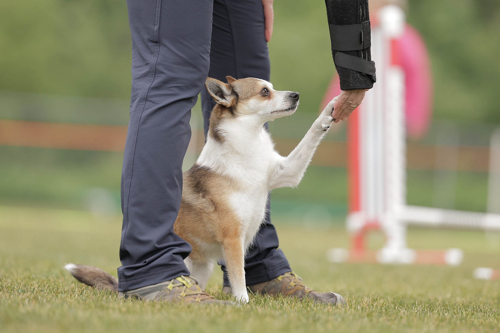 NWASC Agility Duluth June 2023 Events Minnesota trials www