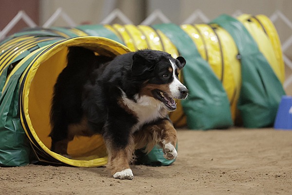 2023 AKC National Agility Championship - Tulsa, OK