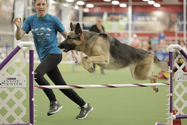 2023 AKC Agility League Championship