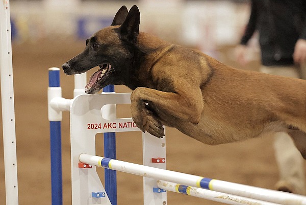 2024 AKC National Agility Championship - Perry, GA