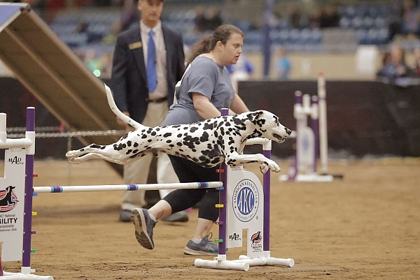 2025 AKC National Agility Championship - Tulsa, OK