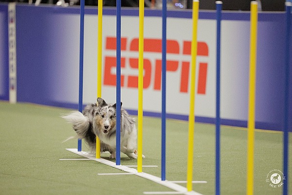 2025 AKC Agility Invitational - Orlando, FL