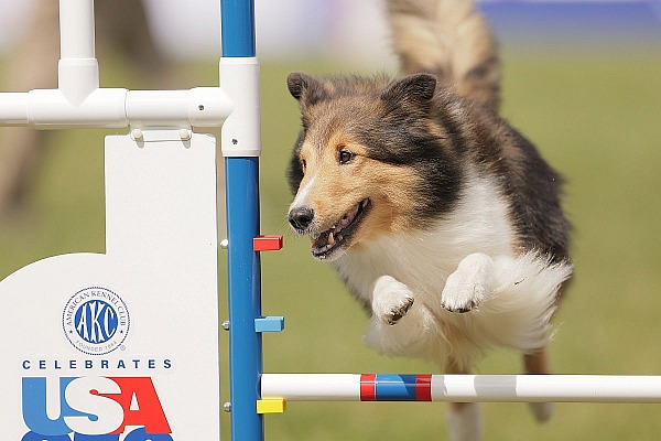 AKC Celebrates USA 250